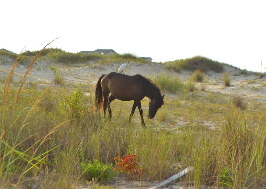 Wild Colonial Spanish Mustangs - OBX - Corolla Beach - Outer Banks NC - craftycookingmama.com