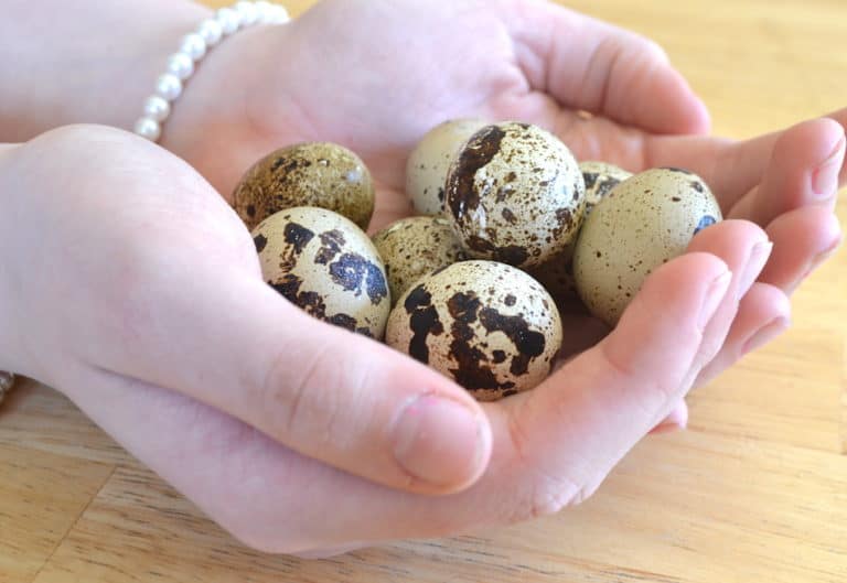 Hard Boiled Quail Eggs Crafty Cooking Mama